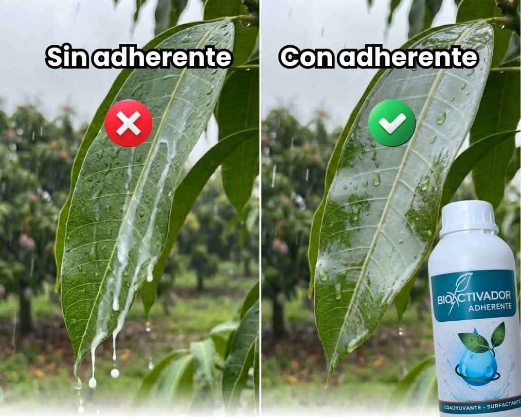 Comparación de hoja de cultivo agrícola: líquido escurriendo sin adherente (izquierda) vs. cobertura uniforme usando el adherente agricola Bioactivador (derecha).