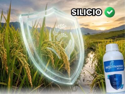 Cultivo de arroz protegido por un escudo de Silicio agricola. Representa la resistencia mecánica contra el acame (vuelco) y el blindaje físico de la hoja contra plagas masticadoras.