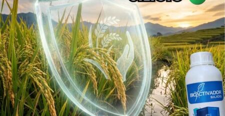 Cultivo de arroz protegido por un escudo de Silicio agricola. Representa la resistencia mecánica contra el acame (vuelco) y el blindaje físico de la hoja contra plagas masticadoras.