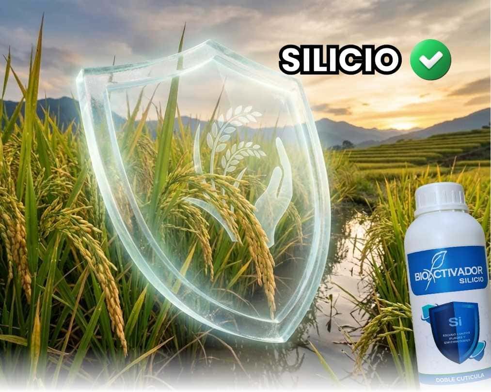 Cultivo de arroz protegido por un escudo de Silicio agricola. Representa la resistencia mecánica contra el acame (vuelco) y el blindaje físico de la hoja contra plagas masticadoras.