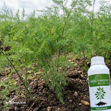 Cultivo de espárrago en etapa de brotación (formación de helecho) junto al fertilizante nitrogenado Bioactivador para estimular el desarrollo vegetativo.