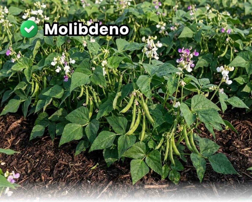 Molibdeno en plantas de leguminosas (frijol/soja) sano y vigoroso con floración abundante y llenado de vainas.