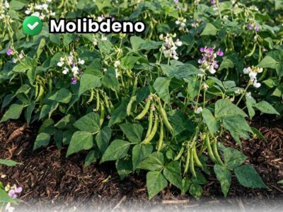 Molibdeno en plantas de leguminosas (frijol/soja) sano y vigoroso con floración abundante y llenado de vainas.