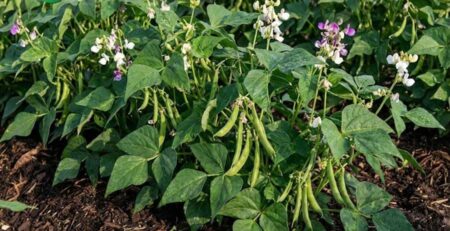 Molibdeno en plantas de leguminosas (frijol/soja) sano y vigoroso con floración abundante y llenado de vainas.
