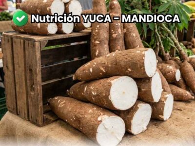 Raíces de yuca (mandioca) de gran calibre recién cosechadas. Portada de la guía técnica sobre nutrición y fertilización en el cultivo de yuca.