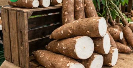 Raíces de yuca (mandioca) de gran calibre recién cosechadas. Portada de la guía técnica sobre nutrición y fertilización en el cultivo de yuca.