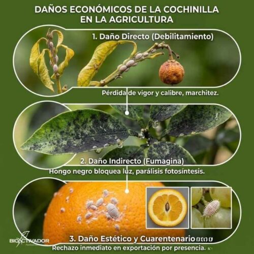 Daños agrícolas de la cochinilla: daño directo (marchitez), indirecto (hongo negro fumagina sobre las hojas) y daño estético cuarentenario (fruta manchada).