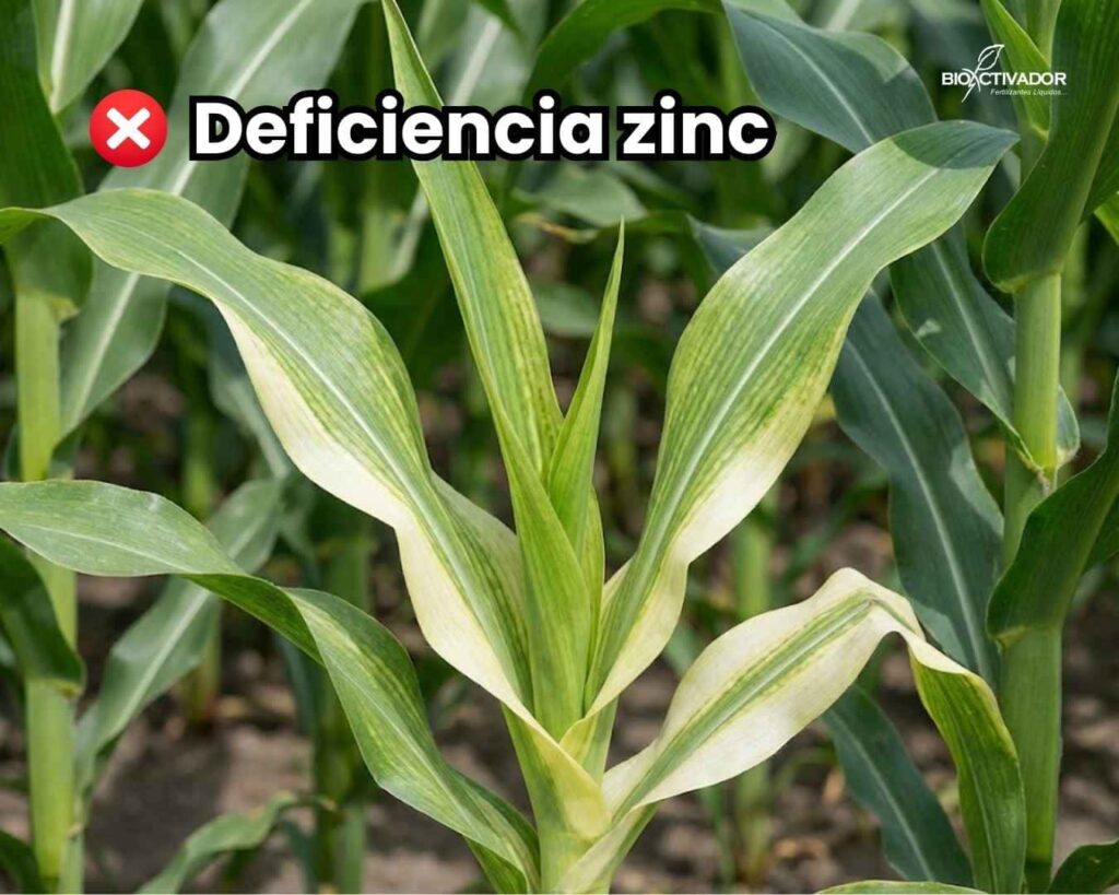 Síntomas visuales graves de deficiencia de Zinc en las plantas (maiz): Clorosis intervenal y bandas blancas en la base de la hoja (Síndrome de 'Cogollo Blanco').