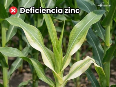 Síntomas visuales graves de deficiencia de Zinc en las plantas (maiz): Clorosis intervenal y bandas blancas en la base de la hoja (Síndrome de 'Cogollo Blanco').