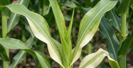 Síntomas visuales graves de deficiencia de Zinc en las plantas (maiz): Clorosis intervenal y bandas blancas en la base de la hoja (Síndrome de 'Cogollo Blanco').