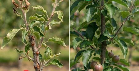 Comparativa visual: Síntomas de deficiencia de cobre en plantas de manzano (muerte regresiva/dieback) vs rama sana con nutrición balanceada.