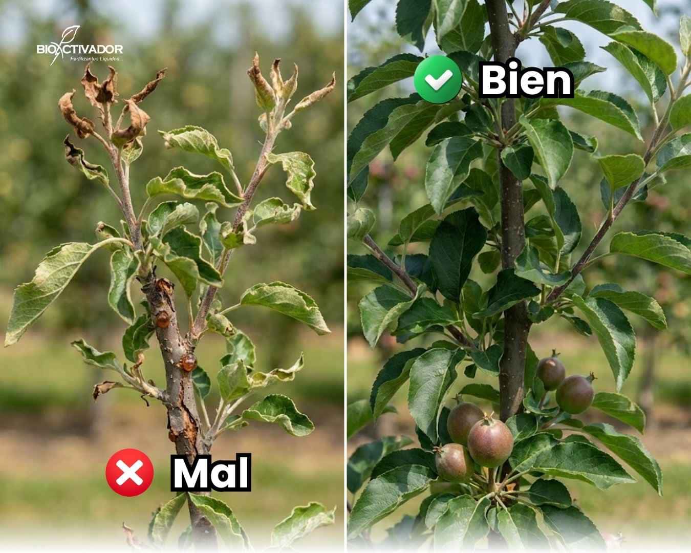 Comparativa visual: Síntomas de deficiencia de cobre en plantas de manzano (muerte regresiva/dieback) vs rama sana con nutrición balanceada.