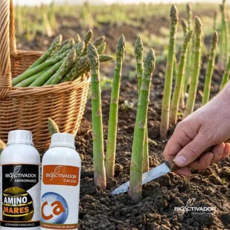 Cosecha manual de turiones de espárrago en campo, aplicando fertilizante de Calcio y Aminoácidos Bioactivador para mejorar calibre y firmeza.