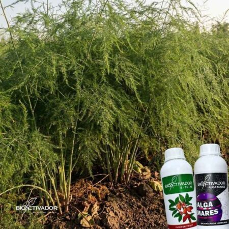 Cultivo de espárrago en fase de maduración de helecho para el llenado de reservas radiculares, utilizando nutrición y bioestimulante Alga Mares de Bioactivador.
