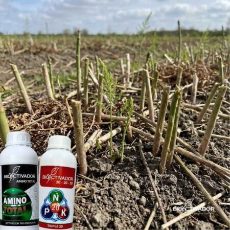 Campo de espárrago en fase de recuperación postcosecha tras el corte, utilizando fertilizante Triple 20 (NPK) y Amino Total de Bioactivador para mitigar estrés.