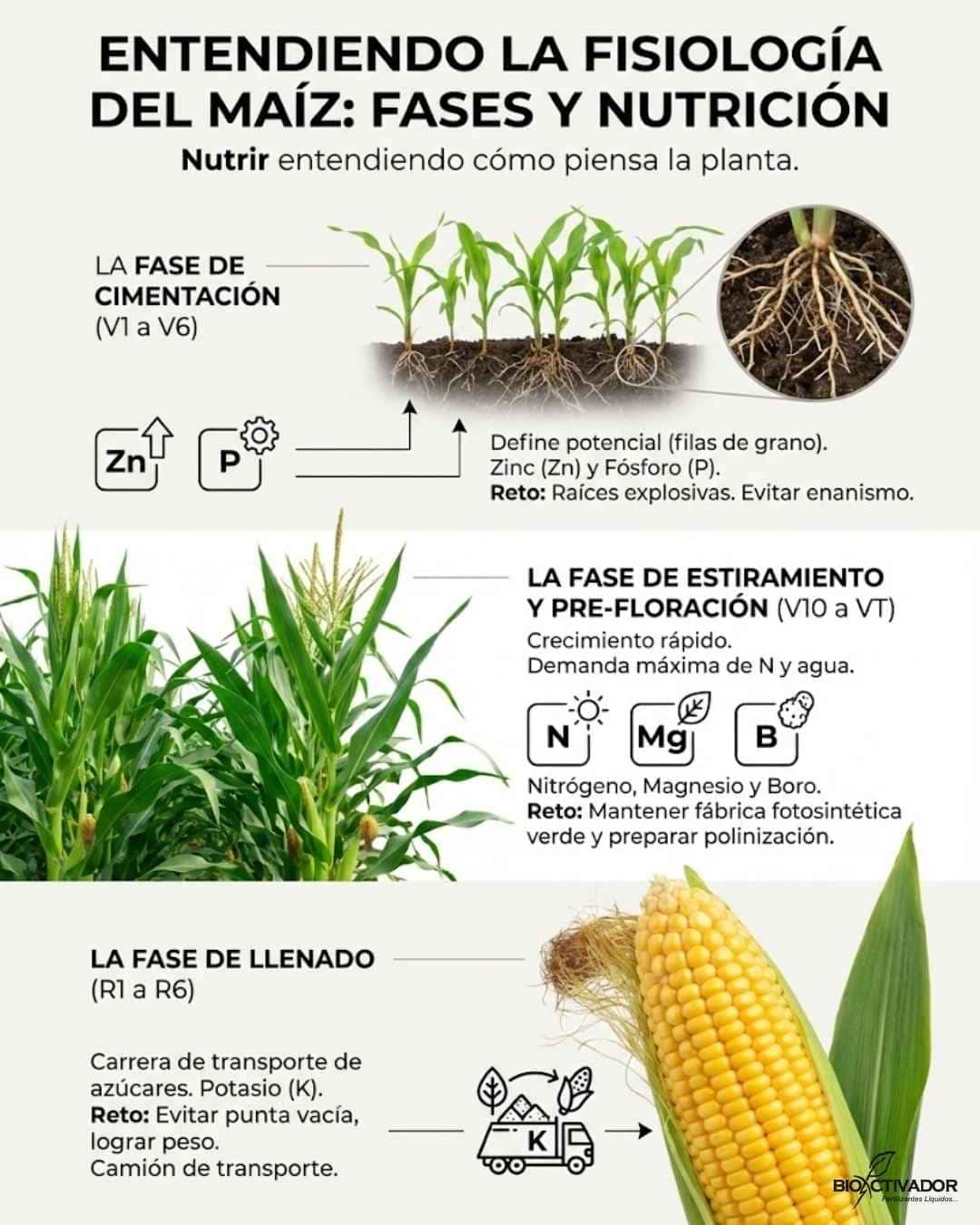 Infografía de fisiología del maíz: Requerimientos nutricionales por fases. Detalla el uso de Zinc y Fósforo en cimentación, Nitrógeno y Boro en pre-floración, y Potasio para el llenado de grano.