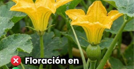 Descubre la diferencia entre la flor macho y hembra en cucurbitáceas. Conoce qué hormonas y nutrientes aplicar para estimular el cuaje y evitar abortos.