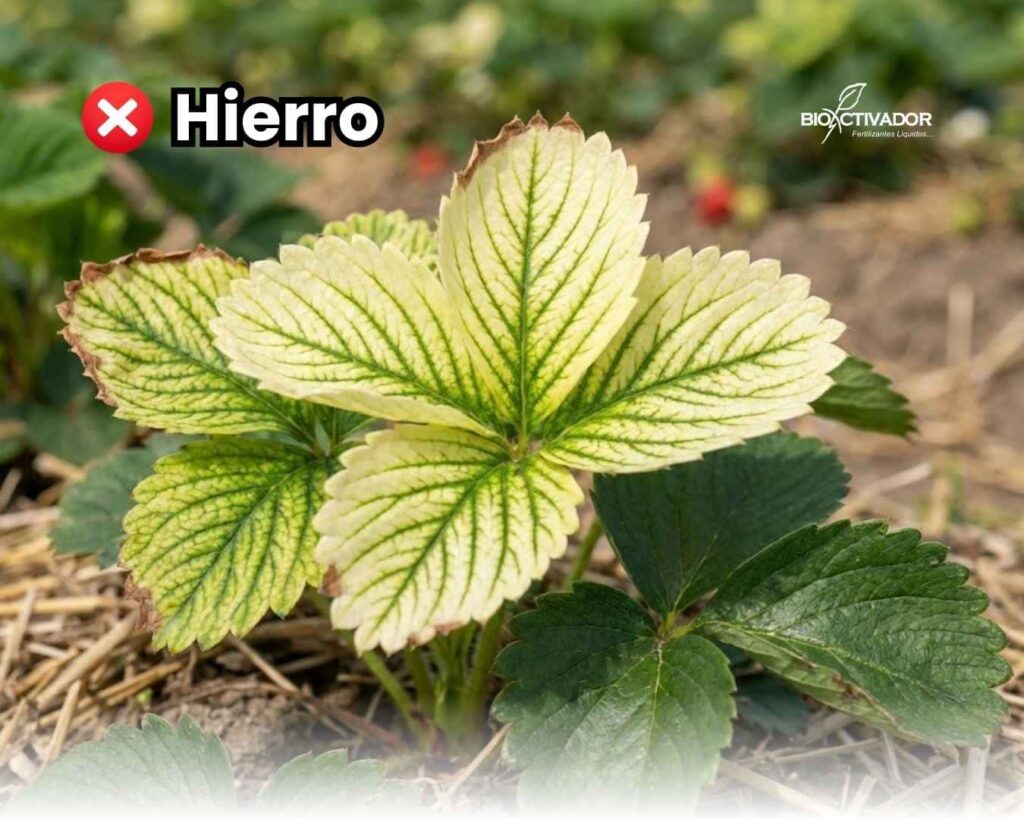 Síntomas visuales de deficiencia de hierro en las plantas (clorosis férrica) en hojas de fresa: amarilleamiento entre nervaduras, venas verdes.