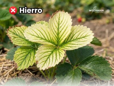 Síntomas visuales de deficiencia de hierro en las plantas (clorosis férrica) en hojas de fresa: amarilleamiento entre nervaduras, venas verdes.