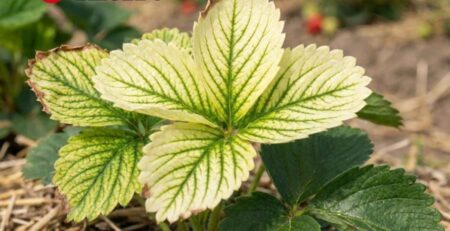 Síntomas visuales de deficiencia de hierro en las plantas (clorosis férrica) en hojas de fresa: amarilleamiento entre nervaduras, venas verdes.