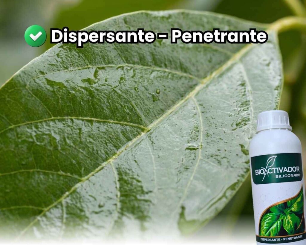 Hoja de cultivo con cobertura total y uniforme (película líquida) tras aplicar Trisiloxano Siliconado. Demostración visual del efecto dispersante y penetrante que elimina la formación de gotas esféricas.