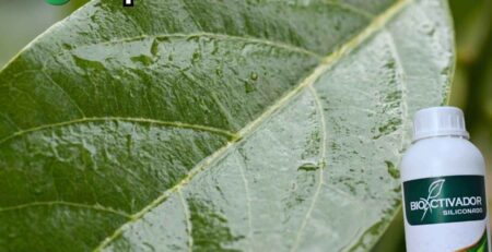 Hoja de cultivo con cobertura total y uniforme (película líquida) tras aplicar Trisiloxano Siliconado. Demostración visual del efecto dispersante y penetrante que elimina la formación de gotas esféricas.