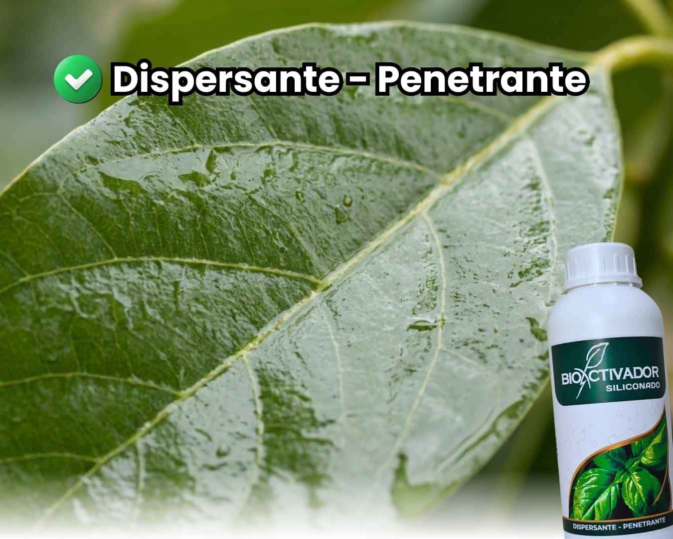 Hoja de cultivo con cobertura total y uniforme (película líquida) tras aplicar Trisiloxano Siliconado. Demostración visual del efecto dispersante y penetrante que elimina la formación de gotas esféricas.