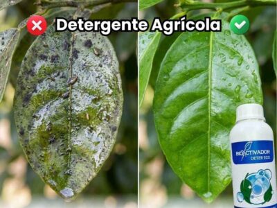 Comparación visual antes y después: Izquierda hoja cubierta de fumagina negra y melaza pegajosa vs Derecha hoja limpia, brillante y sana tras aplicar Detergente Agrícola.
