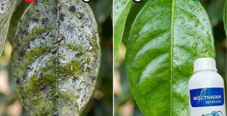 Comparación visual antes y después: Izquierda hoja cubierta de fumagina negra y melaza pegajosa vs Derecha hoja limpia, brillante y sana tras aplicar Detergente Agrícola.