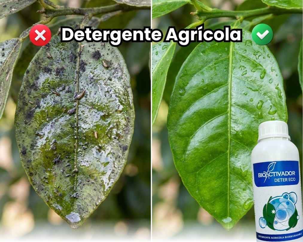 Comparación visual antes y después: Izquierda hoja cubierta de fumagina negra y melaza pegajosa vs Derecha hoja limpia, brillante y sana tras aplicar Detergente Agrícola.