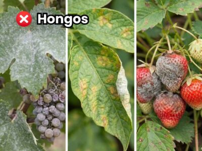 Guía visual identificación de hongos en cultivos: Oidium (polvo blanco) en uva, Mildiu (mancha de aceite) en hoja y Botrytis (moho gris) en fresa.