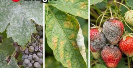 Guía visual identificación de hongos en cultivos: Oidium (polvo blanco) en uva, Mildiu (mancha de aceite) en hoja y Botrytis (moho gris) en fresa.
