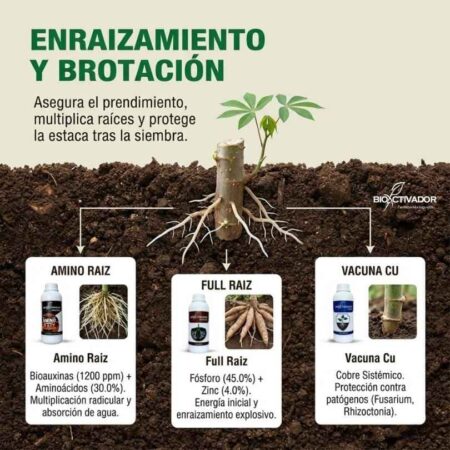 Fase 1: Enraizamiento Explosivo y Protección de Estacas Cultivo de yuca en fase de enraizamiento y brotación de estacas. Uso recomendado de Amino Raiz, Full Raiz (Fósforo) y Vacuna Cu (Cobre sistémico) de Bioactivador.
