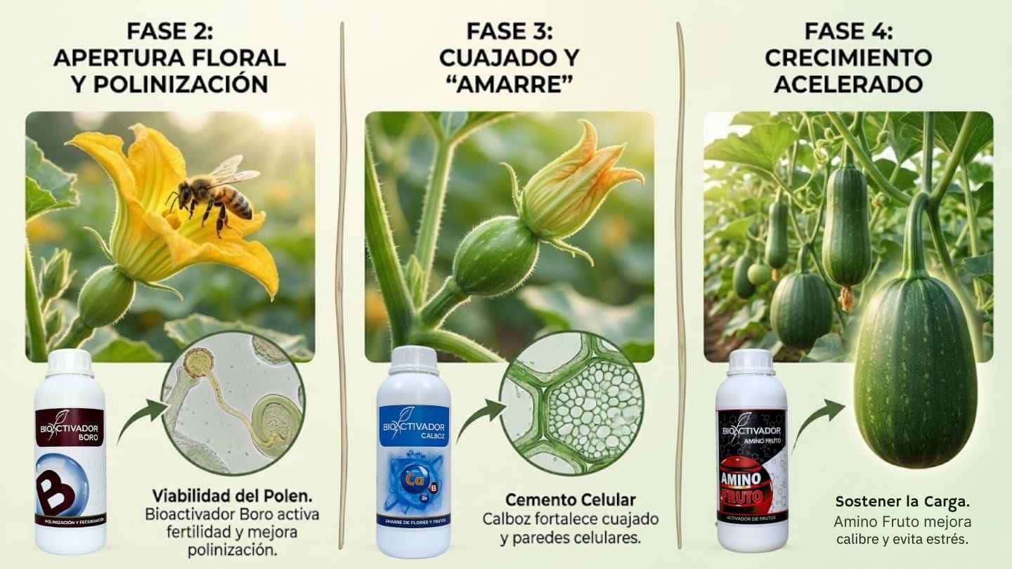 Infografía de fases reproductivas en cucurbitáceas: Uso de Boro para polinización, Calcio para cuajado o amarre de frutos, y Aminoácidos para crecimiento acelerado.
