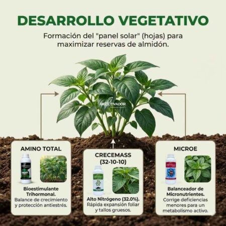 Fase 2: Creando el "Panel Solar" (Desarrollo Foliar) Planta de yuca en desarrollo vegetativo foliar. Aplicación de Crecemass (Alto Nitrógeno), Amino Total y MicroE para maximizar el follaje.