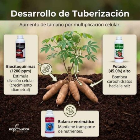 Fase 3.5: Desarrollo de Tuberización y División Celular Desarrollo de tuberización en yuca: Uso de Biocitoquininas para división celular, Potasio alto (45%) para bombear carbohidratos y Balance enzimático Bioactivador.