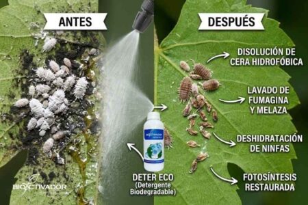 Comparativa antes y después del lavado agrícola: Aplicación de detergente Deter Eco disolviendo la cera hidrofóbica, limpiando fumagina y deshidratando cochinillas.