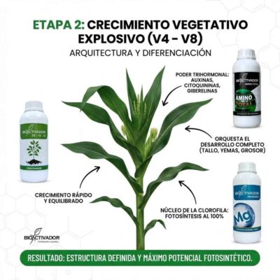 Infografía de Etapa 2 Maíz (V4-V8): Crecimiento Vegetativo Explosivo. Detalla el uso de complejo trihormonal (Auxinas, Citoquininas, Giberelinas) y Magnesio para potenciar la fotosíntesis y el grosor del tallo.