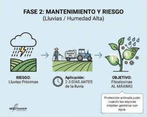 Infografía de la Fase 2 de Mantenimiento: Protocolo de actuación ante riesgo de lluvias y humedad alta. Muestra la aplicación preventiva con tractor 2-3 días antes para maximizar fitoalexinas.