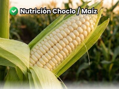 Primer plano de mazorca de choclo con granos llenos y panca verde, resultado de un excelente plan para maíz que asegura máxima calidad nutricional, sabor y altos grados Brix.