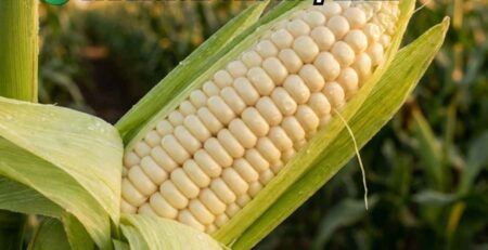 Primer plano de mazorca de choclo con granos llenos y panca verde, resultado de un excelente plan para maíz que asegura máxima calidad nutricional, sabor y altos grados Brix.