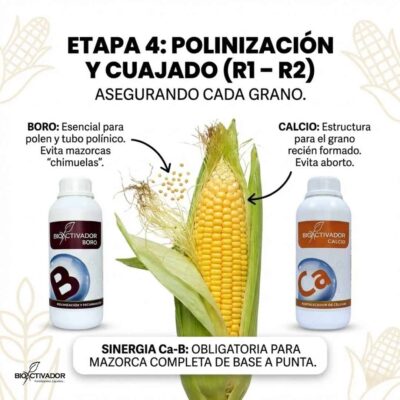 Infografía de Etapa 4 Maíz (R1-R2): Polinización y Cuajado. Detalla la sinergia Calcio-Boro para viabilidad del tubo polínico y evitar mazorcas "chimuelas" o con aborto de grano.
