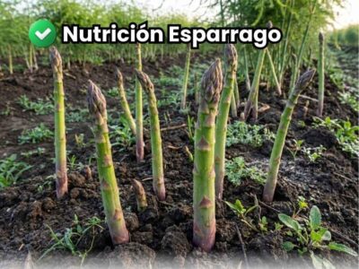 Cultivo de espárragos verdes frescos y de buen calibre, reposando sobre suelo agrícola fértil. Portada de la guía integral de nutrición para espárrago de exportación.