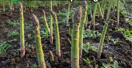 Cultivo de espárragos verdes frescos y de buen calibre, reposando sobre suelo agrícola fértil. Portada de la guía integral de nutrición para espárrago de exportación.