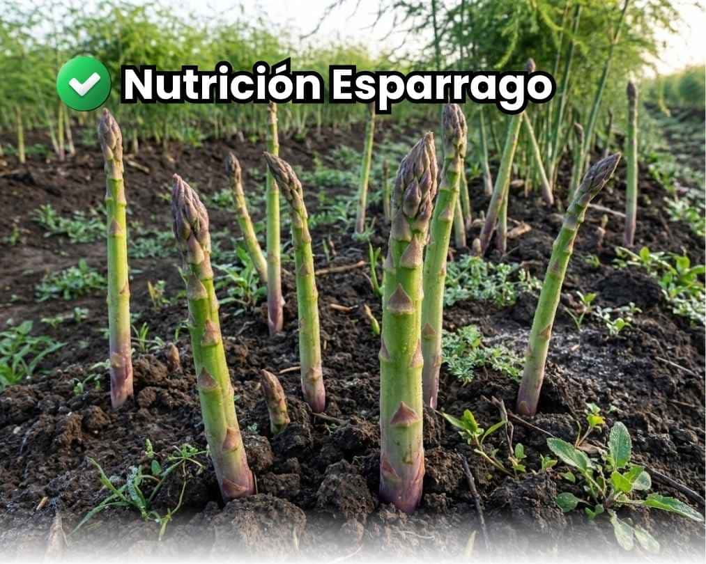 Cultivo de espárragos verdes frescos y de buen calibre, reposando sobre suelo agrícola fértil. Portada de la guía integral de nutrición para espárrago de exportación.
