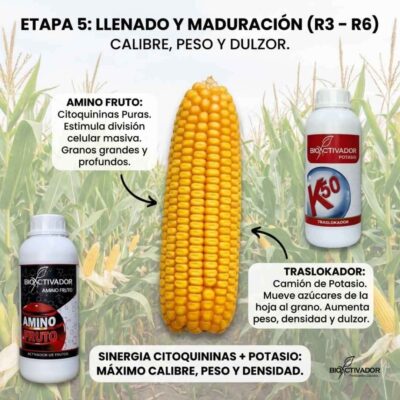 Infografía de Etapa 5 Maíz (R3-R6): Llenado y Maduración. Muestra la sinergia de Potasio (K) como traslocador de azúcares y Citoquininas para división celular, logrando máximo calibre y peso.