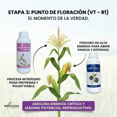 Infografía de Etapa 3 Maíz (VT-R1): Floración y Polinización. Muestra el uso de Fósforo de alta energía para abrir panoja y estigmas, asegurando polen viable y cuajado.