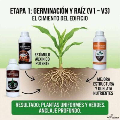 Infografía de Etapa 1 Maíz (V1-V3): Germinación y Enraizamiento. Muestra la aplicación de estímulo auxínico, fósforo y ácidos fúlvicos para lograr plantas uniformes y anclaje profundo.