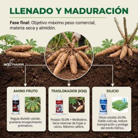 Fase 4: Llenado de Raíces y Ganancia de Peso Comercial Cosecha de yucas de alto peso comercial (fase de llenado). Aplicación final de Traslokador K50 (Potasio), Silicio y Amino Fruto.