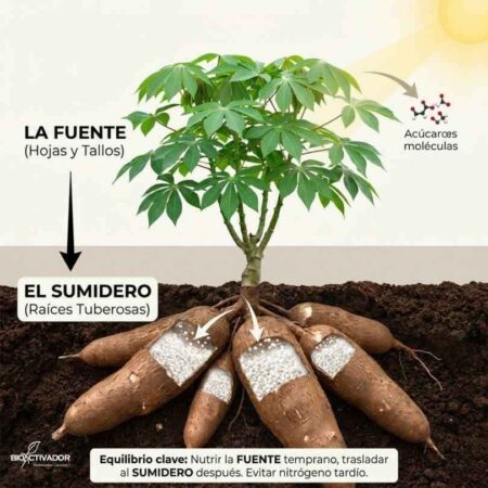 Fisiología de la Yuca: El Equilibrio Fuente-Sumidero Infografía fisiológica de la yuca: Relación entre la Fuente (hojas y tallos que producen azúcares) y el Sumidero (raíces tuberosas que acumulan almidón).